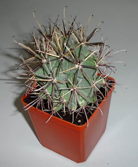 glandulicactusuncinatus04_2008.jpg