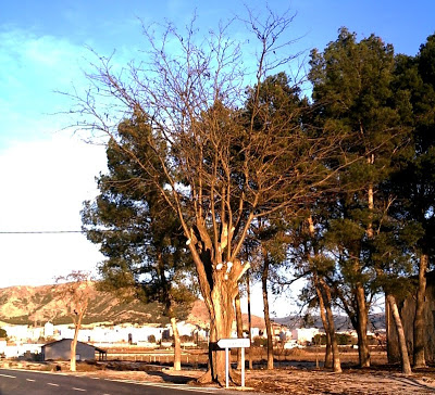 gleditsia+triacanthos.jpg