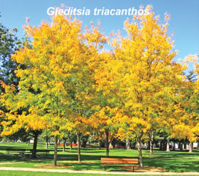 Gleditsia_triacanthos.jpg