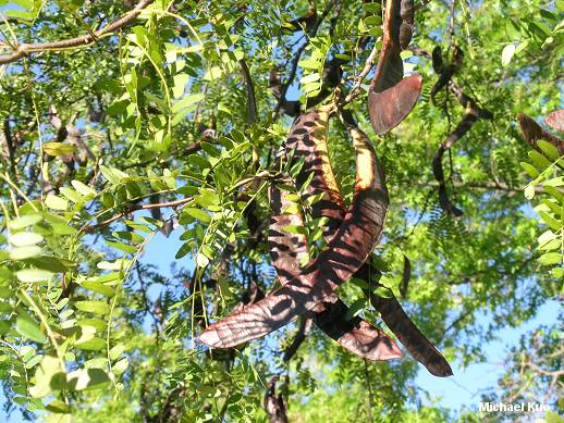 gleditsia_triacanthos_04.jpg