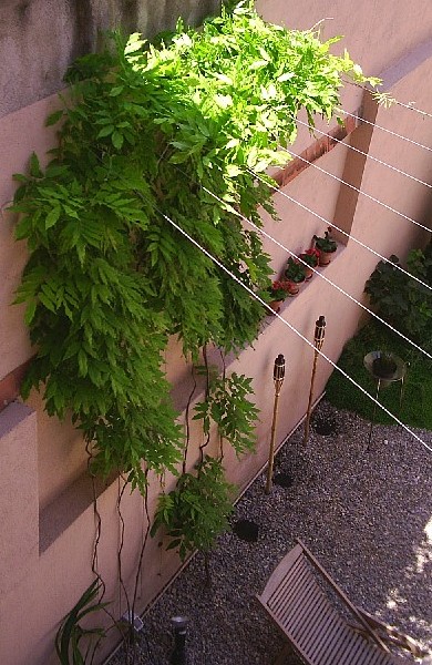 glicines19-5-04%7E0.JPG