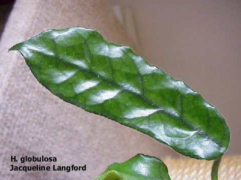 globulosa.jpg