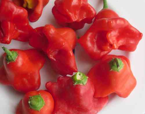 Glockenpaprika_Capsicum_baccatum_m.jpg