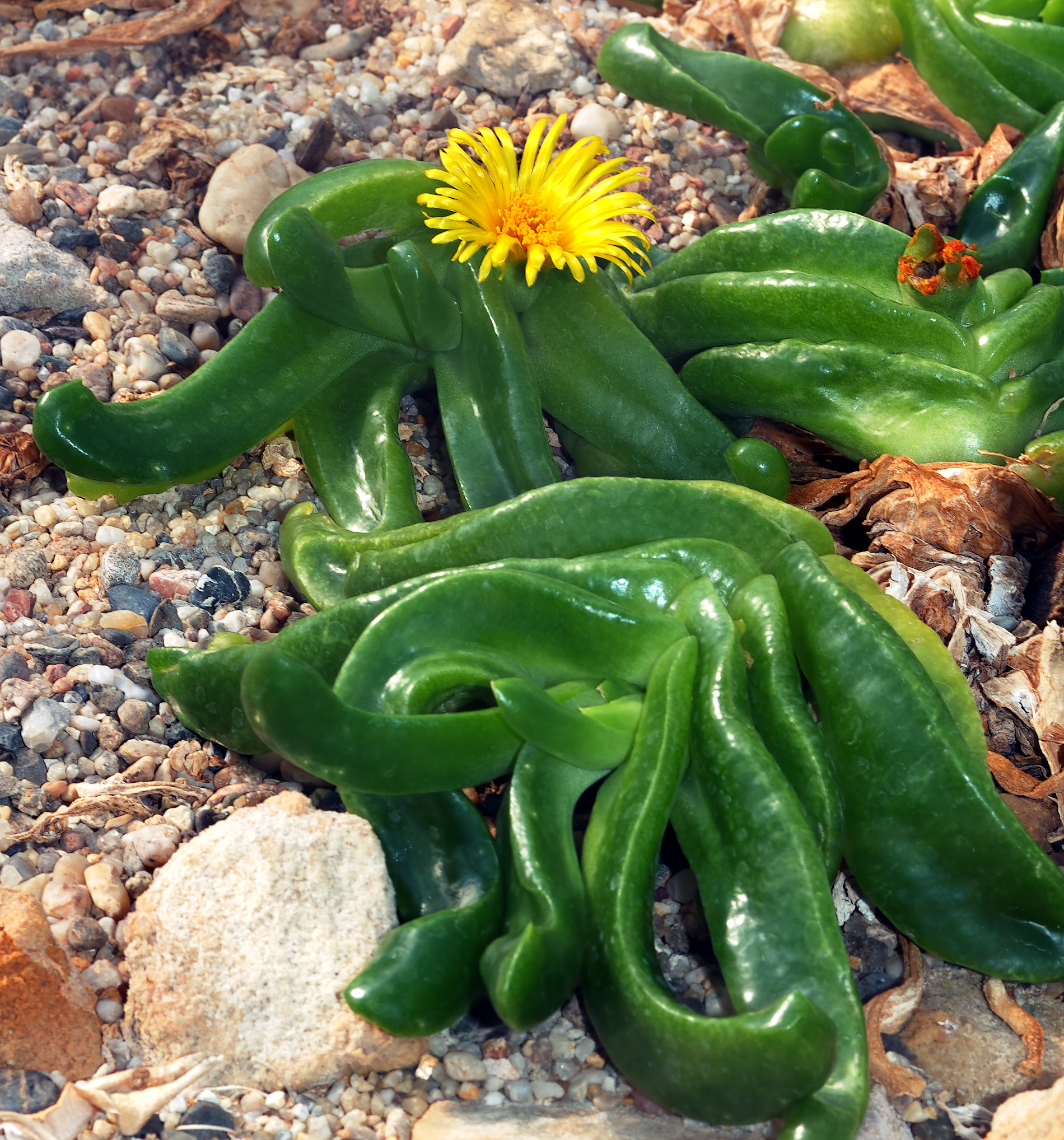 Glottiphyllum_depressum_%28aka%29.jpg