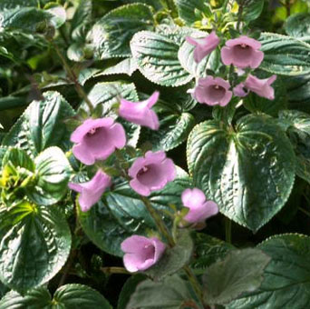 gloxinia.perennis.jpg