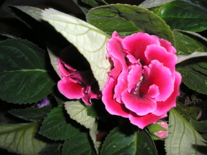Gloxinia_2007_Junio.jpg
