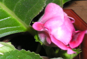 Gloxinia_rosa_Junio2007.jpg