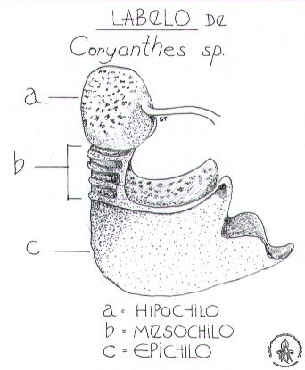gocarticulofloresSergioCoryanthes.jpg