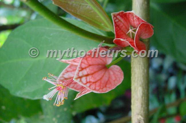goethea%20cauliflora.JPG