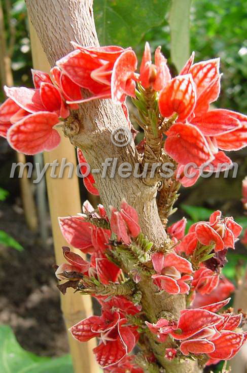 goethea%20strictiflora%204.JPG