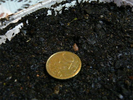 goji-1.jpg