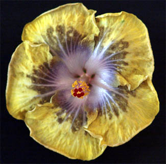 Golden%20Amethyst.jpg