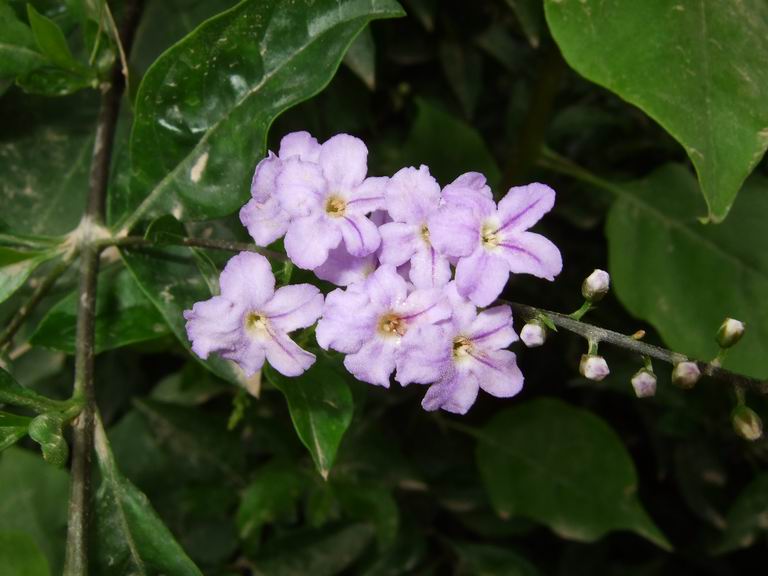 Golden%20Dewdrop-%20Duranta%20erecta%20(1).JPG