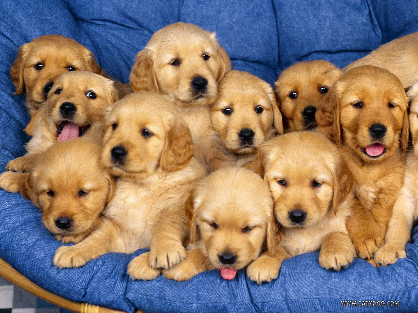golden-retriever-puppies.jpg