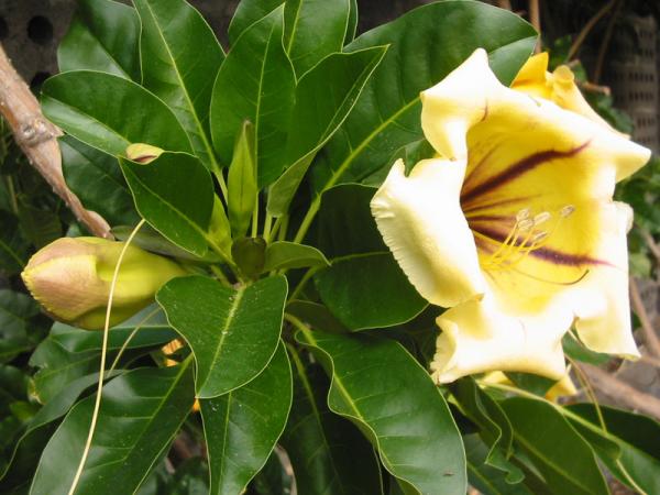 goldkelch_solandra-grandiflora-2~max600x450@75.jpg