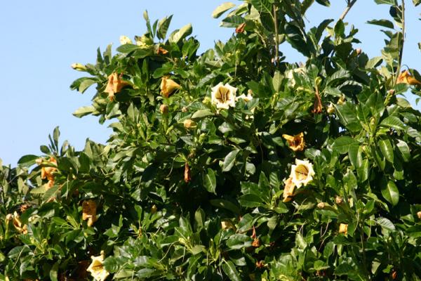 goldkelch_solandra-grandiflora~max600x450@75.jpg