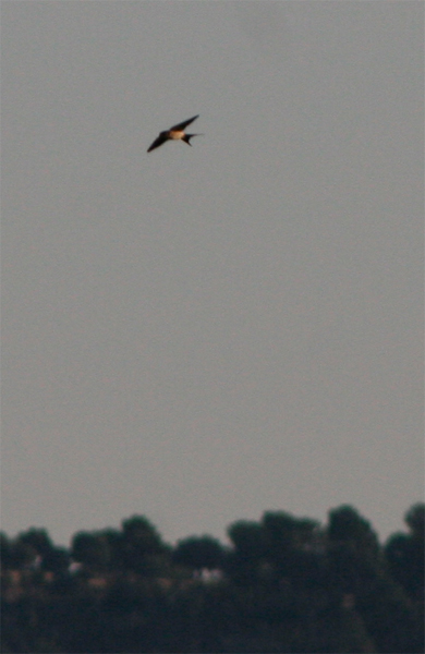 golondrina2.jpg