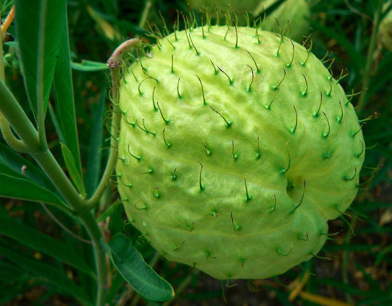 gomphocarpus_physocarpus1.jpg