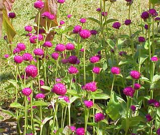 gomphrena-globosa.jpg