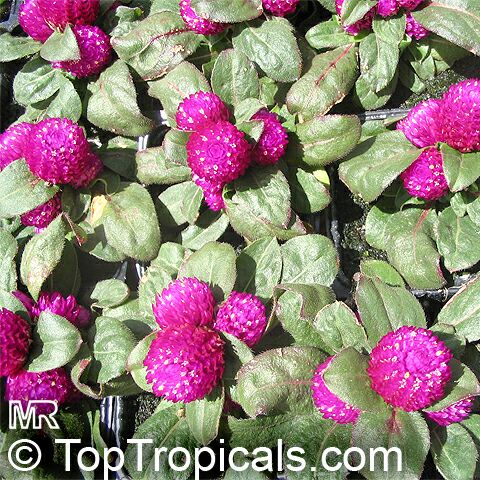 gomphrena2693.jpg