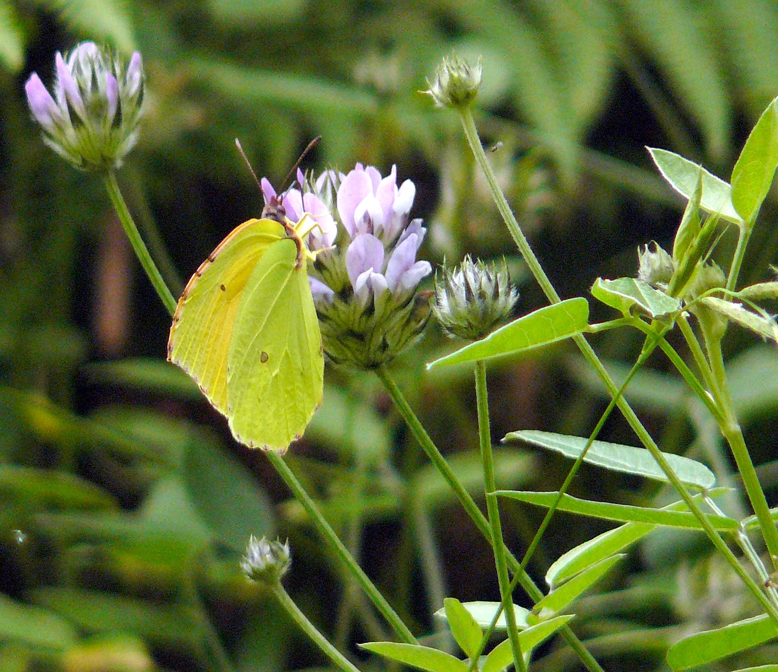 gonepteryx1jo6.jpg