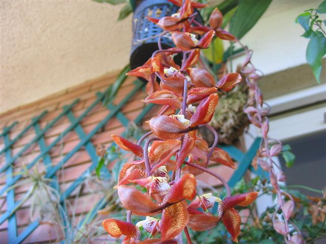 gongora_quinc_x_cassidea_2_Small_.JPG