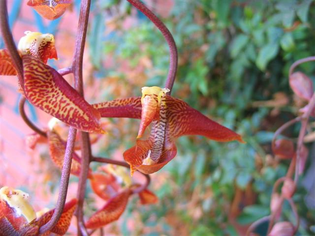 gongora_quinc_x_cassidea_Small_.JPG