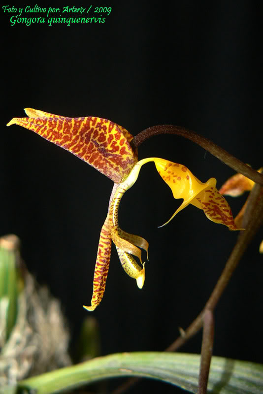 Gongora_quinquenervis_2.jpg
