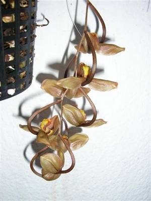 gongora_Small_.JPG