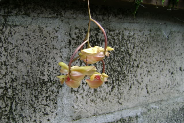 Gongoracassidea1.jpg