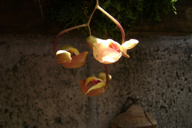 Gongoracassidea6.jpg