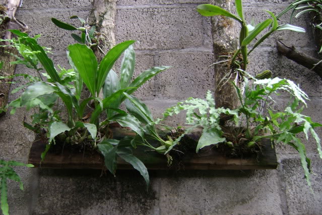 Gongoracassidea9.jpg