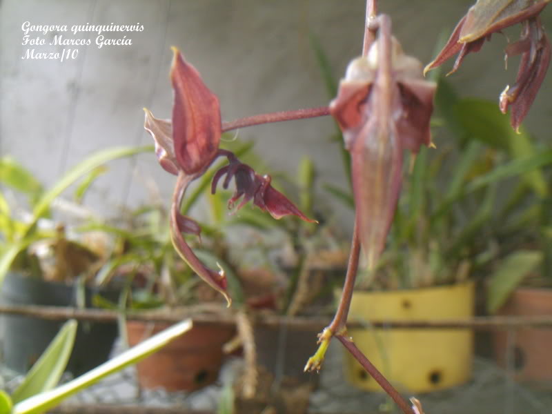 gongoraquinquinervis0011.jpg