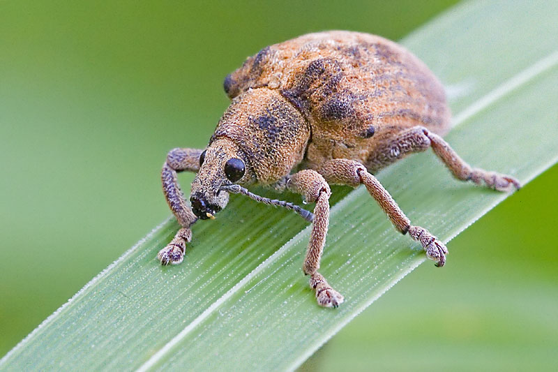 gonipterusscutellatusga.jpg