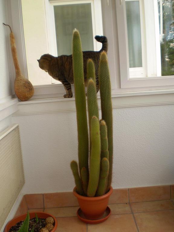 gordoycactus1.JPG