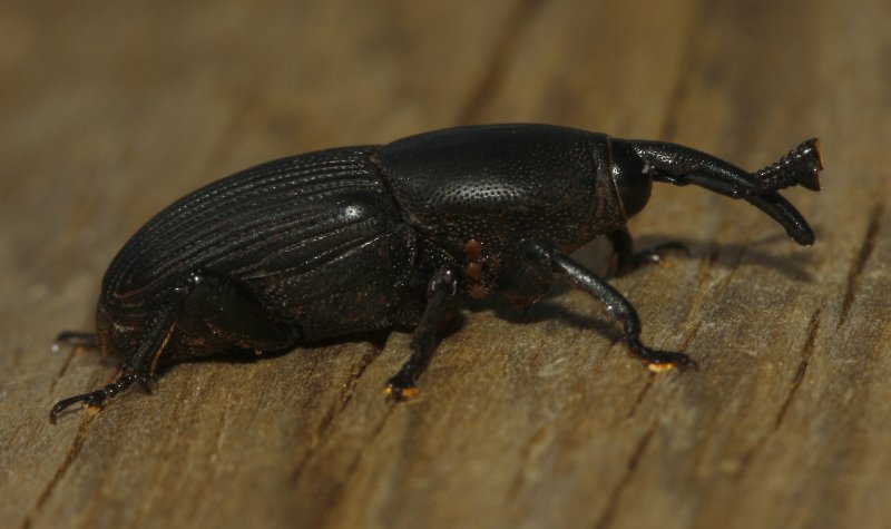 Gorgojo_5434.jpg