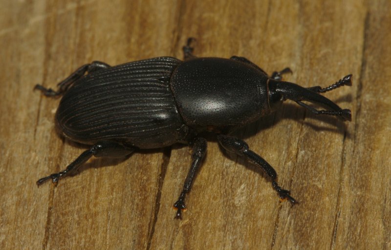 Gorgojo_5435.jpg