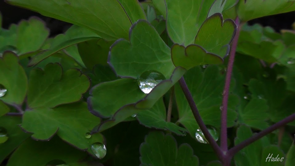 gotas1.jpg