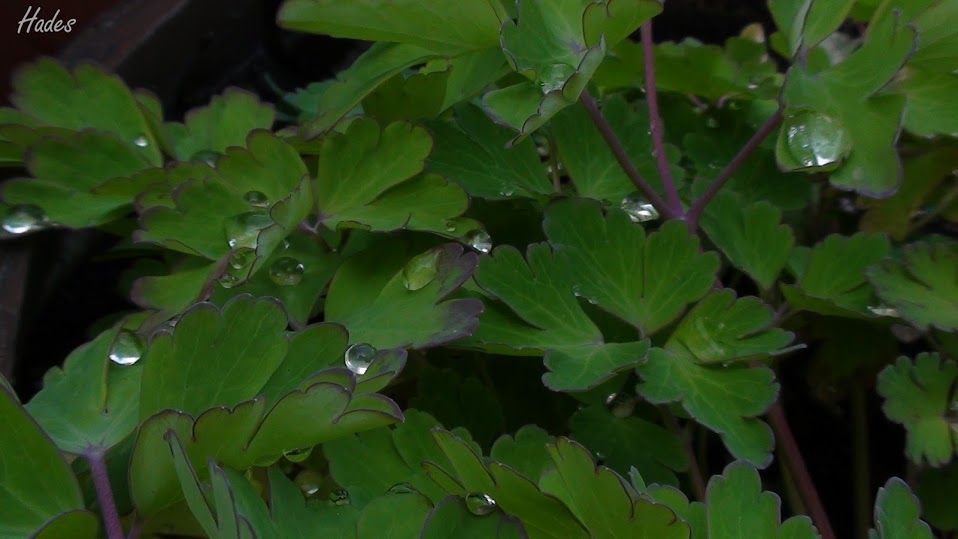 gotas2.jpg
