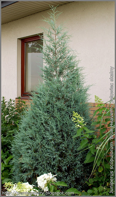 GP0834%20Juniperus%20scopulorum%20'Blue%20Heaven'%20-%20Ja%C5%82owiec%20skalny%20'Blue%20Heaven'.JPG