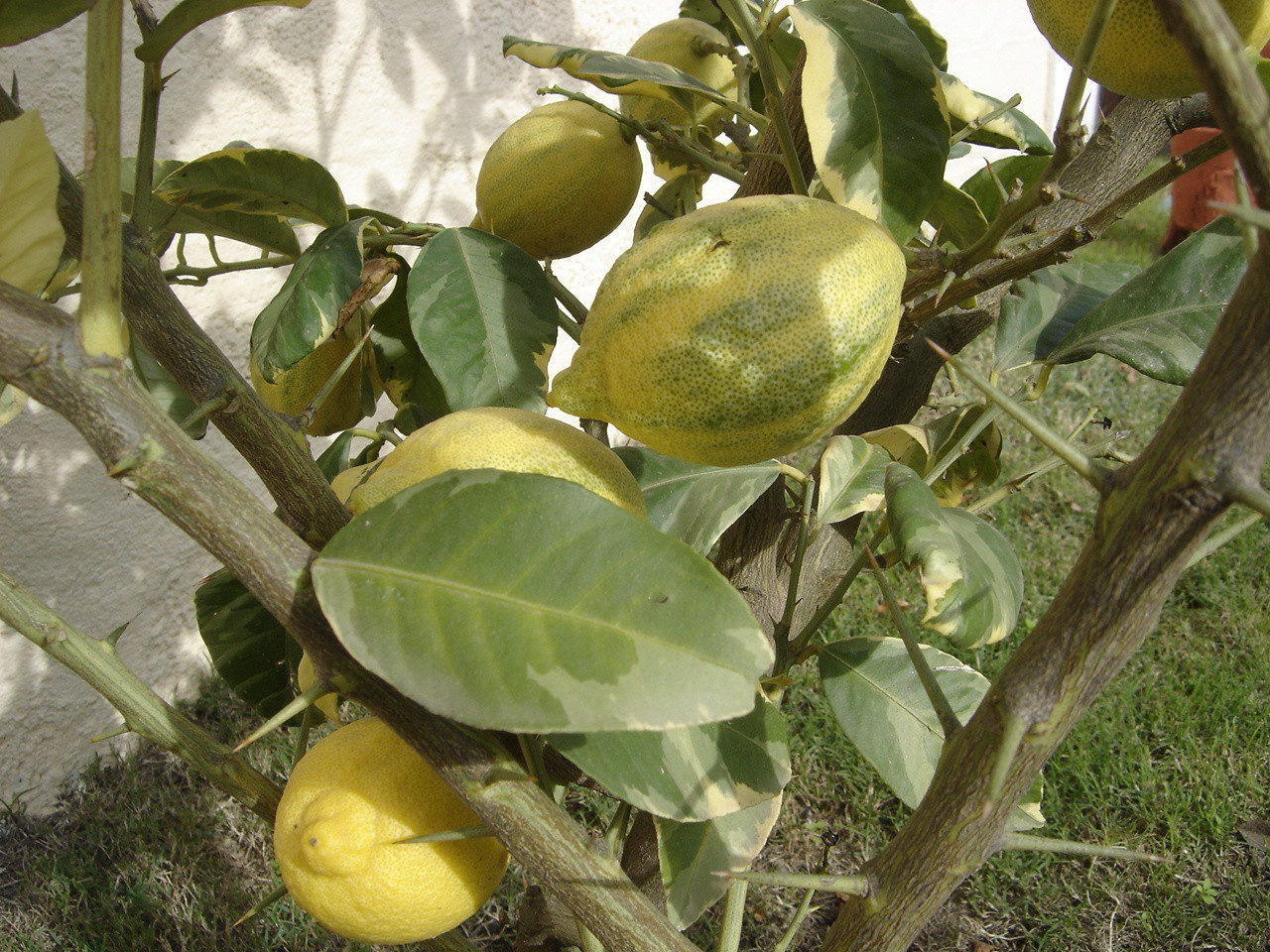 Gpx3l.jpg