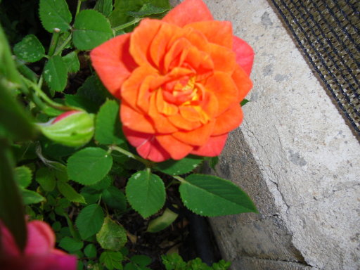 gr_154355_3951601_596378.jpg