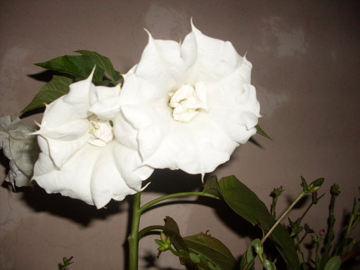 gr_164806_3938926_267223.jpg