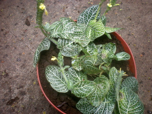 gr_5354_5155064_704471.jpg