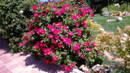gr_721800_6708812_442542.jpg