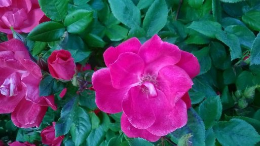 gr_721800_6708813_48753.jpg