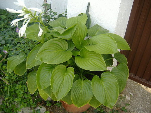 gr_9909_5680255_858499.jpg