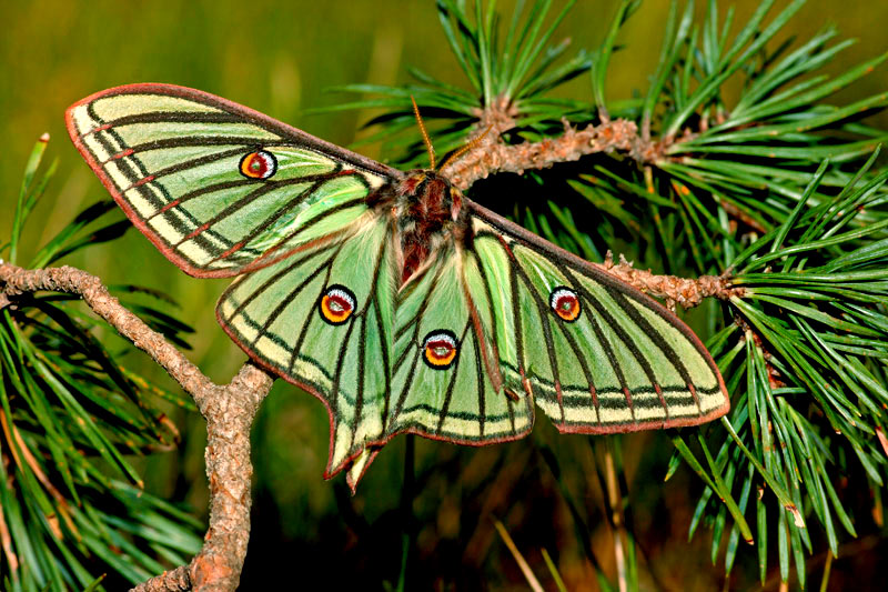 graelsiaisabeliae.jpg