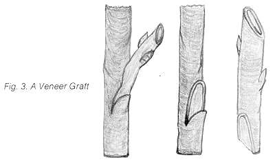 graft3.jpg
