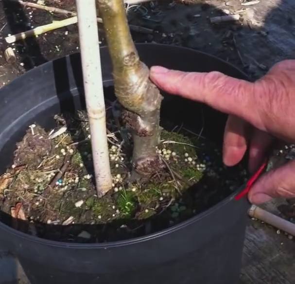 Grafting-Fruit-Trees.jpg